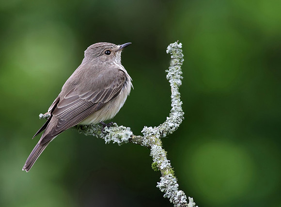 Spotted flycatcher