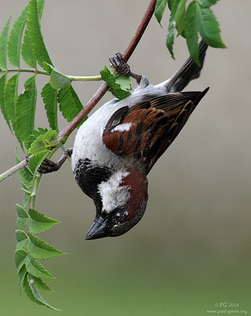 House sparrow