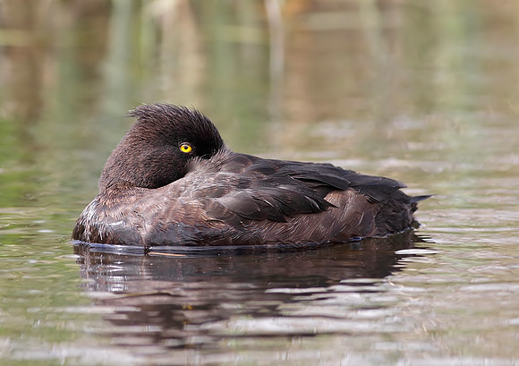 Tufted duck