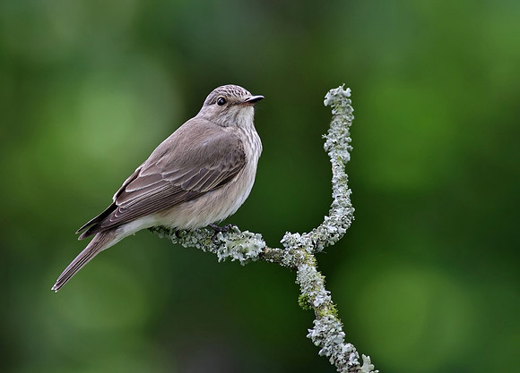 Spotted flycatcher