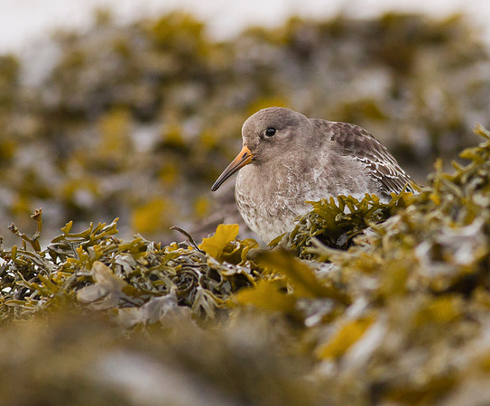 Purple Sandpiper