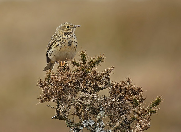 Meadow pipit