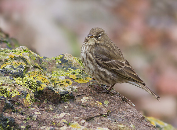 Rock Pipit