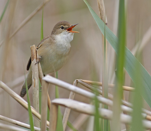 Reed warbler