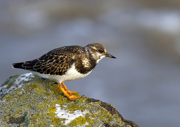 Turnstone