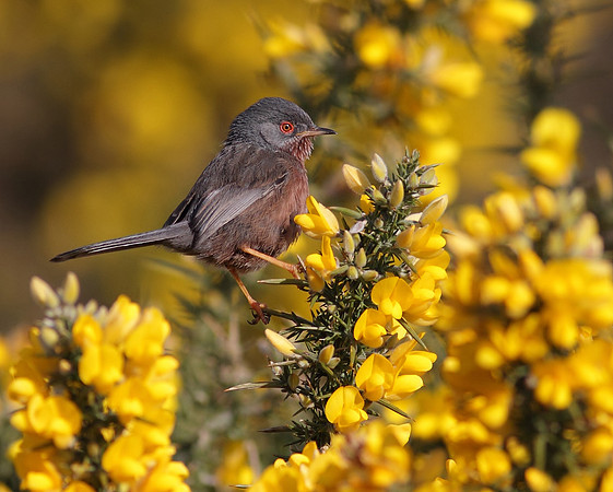 Dartford warbler