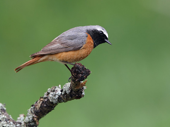 Redstart male