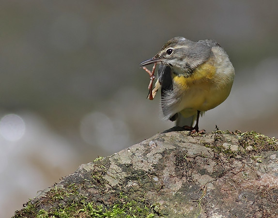 Grey wagtail