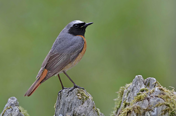 Redstart male