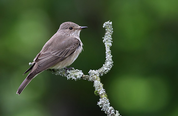 Spotted flycatcher. Muscicapa striata