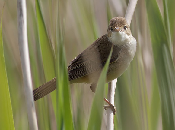 Reed warbler