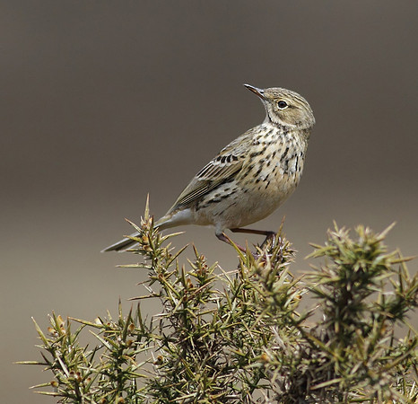 Meadow pipit
