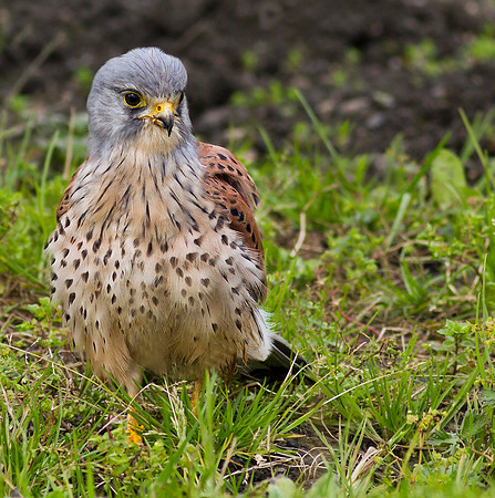 Kestrel