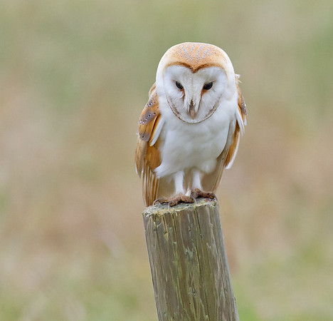 Barn owl