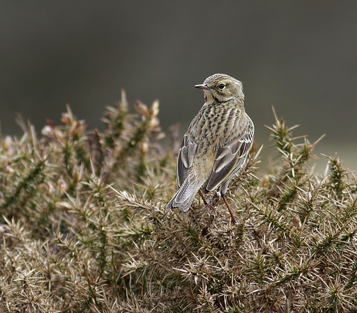 Meadow pipit