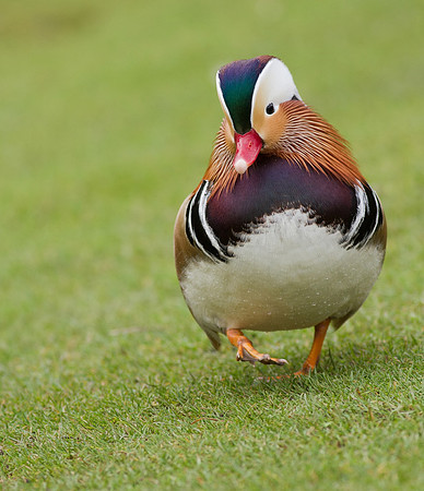Mandarin male