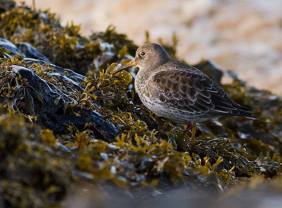 Purple Sandpiper