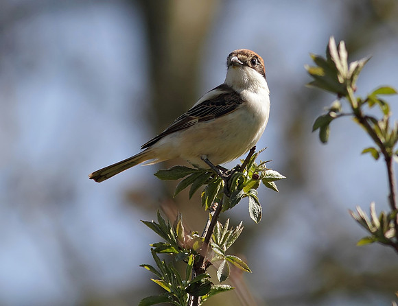 Woodchat shrike