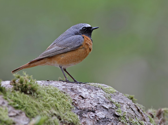 Redstart male