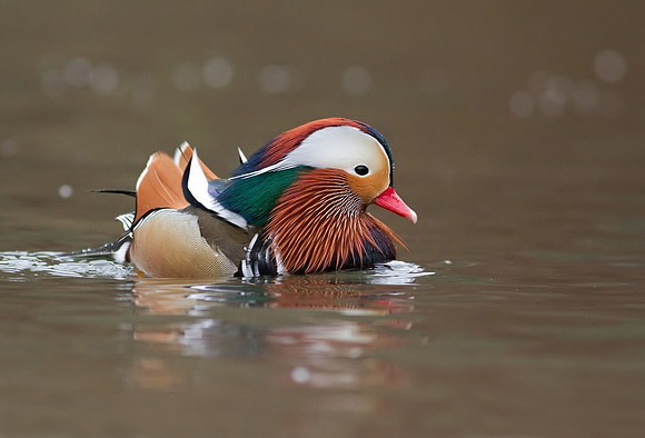 Mandarin male