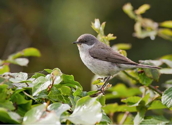 Lesser whitethroat