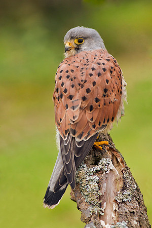 Kestrel male