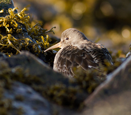 Purple Sandpiper