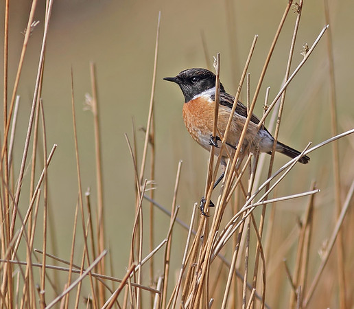 Stonechat male