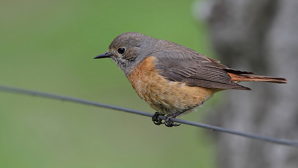 Redstart female