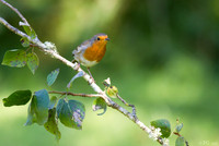Robin