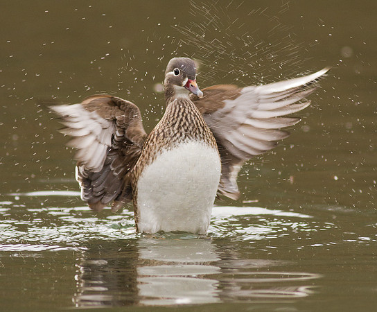 Mandarin female