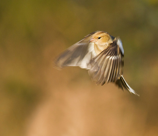 Chaffinch female