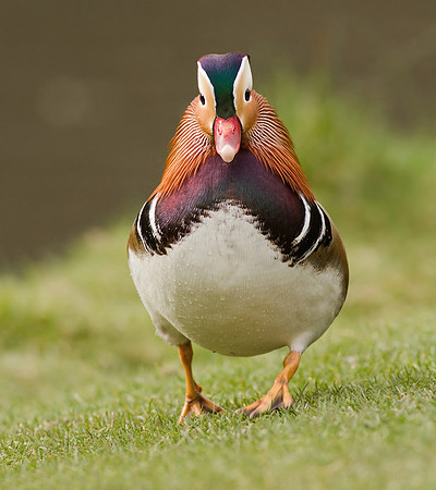 Mandarin male