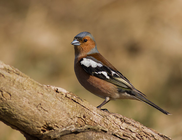 Chaffinch male