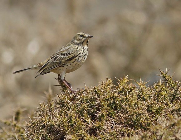 Meadow pipit