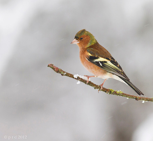 Chaffinch male