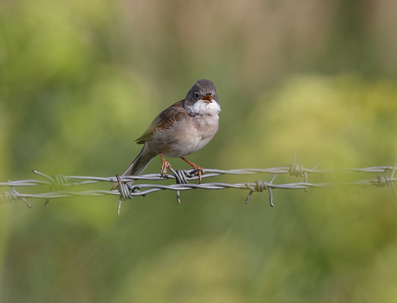 Whitethroat