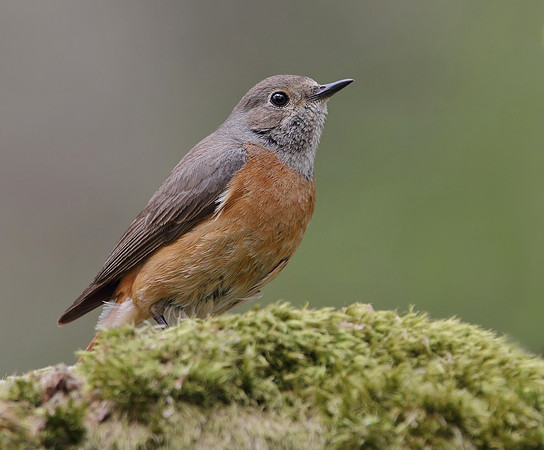 Redstart female