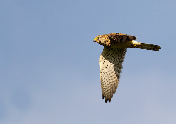 Kestrel female