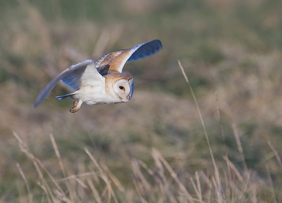 Barn owl