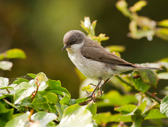 Lesser Whitethroat