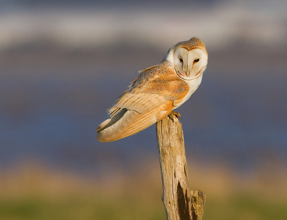Barn owl