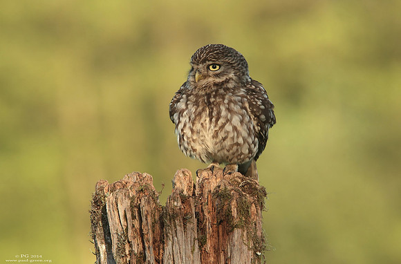 Littleowl