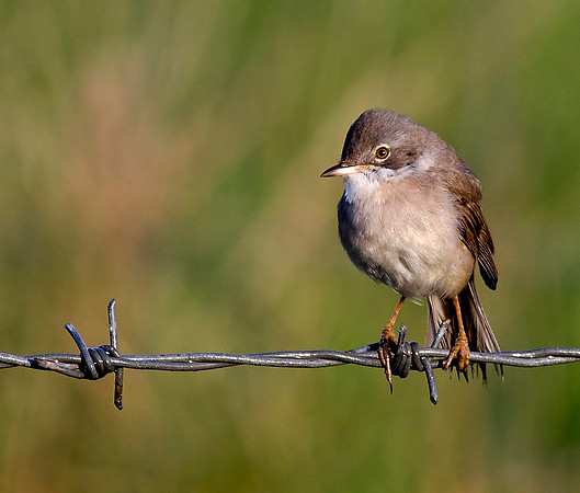 Whitethroat