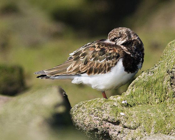 Turnstone