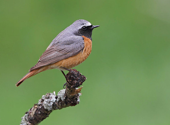 Redstart male