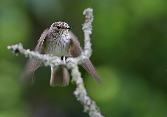 Spotted flycatcher