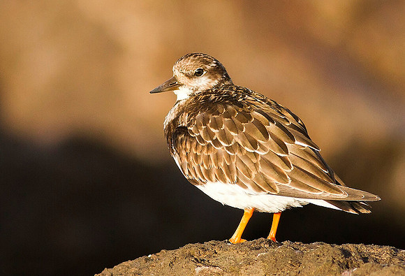 Turnstone