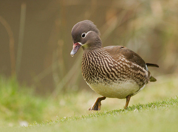 Mandarin female