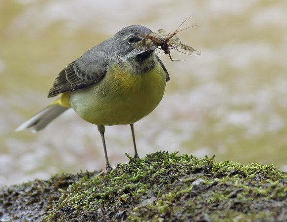 Grey wagtail
